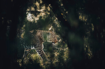 leopard in the wild