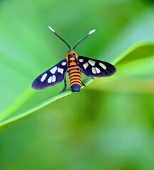 butterfly on leaf