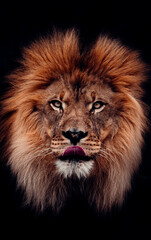 Naklejka na ściany i meble Portrait of Male Lion With A Black Background, Piercing Eyes, Big Mane, Tongue Sticking Out