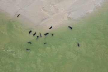 Phoques vue drone plage Berck sur Mer