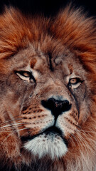 Portrait of Male Lion With A Black Background, Powerful Image Symbolizing Strength And Courage, Close-Up