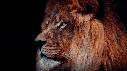 Profile Portrait of Male Lion With A Black Background, Piercing Eyes, Big Mane, Powerful Image Symbolizing Strength And Courage
