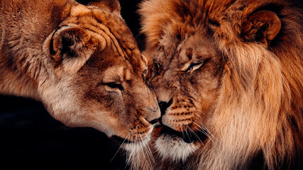 Male Lion and Lioness Rubbing Noses Together, Showing Affection, With A Black Background