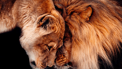 Male Lion and Lioness Rubbing Heads Together, Showing Affection, With A Black Background