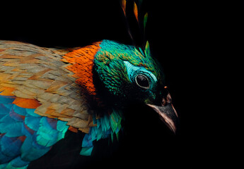 Colorful Portrait of Himalayan Monal Bird, Black Background 2