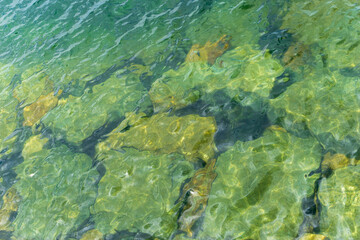 Fototapeta na wymiar Sea surface seen from the coast in summer