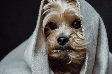Kleiner Hund in Decke eingewickelt