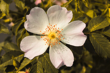 A stunning closeup of a flower during the summertime. Beautiful contrasting colours can be seen on...