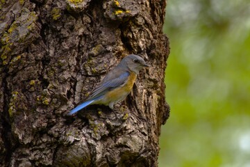 BIRD IN THE BRANCH
