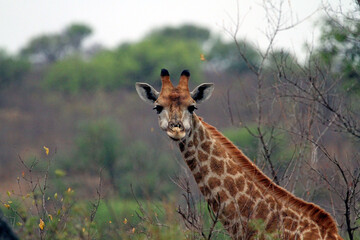 giraffe in the savannah