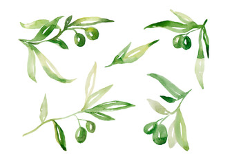 Watercolor olive tree branch set with green olives and leaves. Hand painted floral illustration isolated on white background for design, print, fabric or background