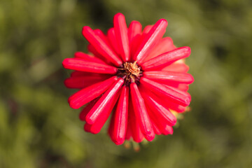 A stunning closeup of a flower during the summertime. Beautiful contrasting colours can be seen on...