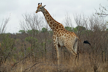giraffe in the savannah