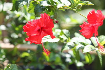 red hibiscus flower in garden