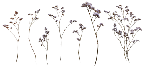Set with wild dried meadow flowers on a transparent background.