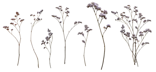 Fotobehang Bloemen Set with wild dried meadow flowers on a transparent background.  © Yuliia