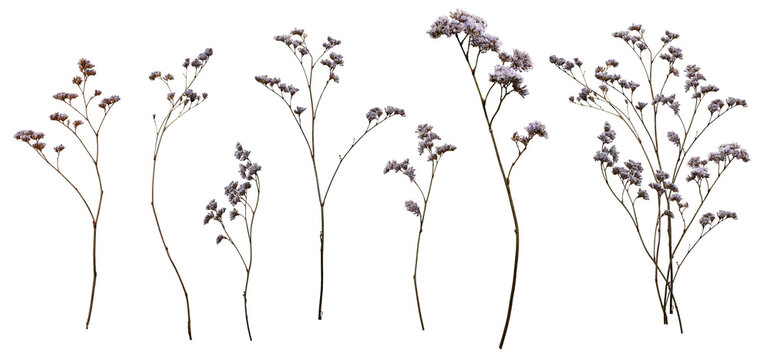 Set with wild dried meadow flowers on a transparent background.