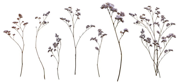 Set with wild dried meadow flowers on a transparent background.