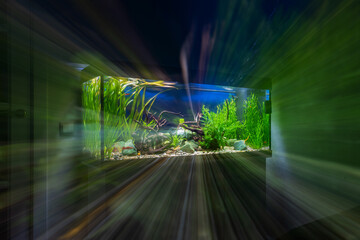 Abstract background with an aquarium in a dark room. Multiple exposure with changing the focal length of the lens when shooting. - obrazy, fototapety, plakaty