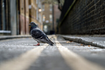 pigeon on the street
