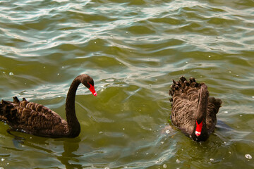 A stunning and rare animal portrait of a black Swan on a lake.