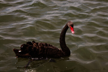 A beautiful animal portrait of a rare black Swan in a lake
