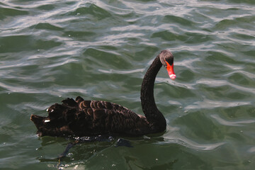 A beautiful animal portrait of a rare black Swan in a lake