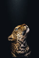 close up portrait of a leopard © dhruv