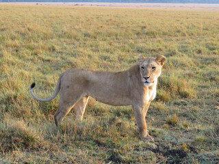 African lion (Panthera leo)