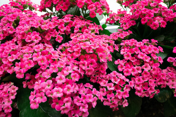 bright pink tiny flowers blooming
