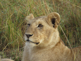 Obraz na płótnie Canvas African lion (Panthera leo)
