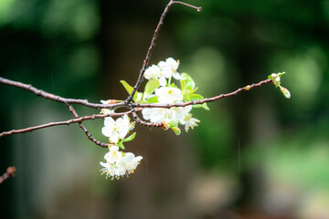 cherry blossom flowers close up