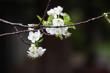 cherry blossom flowers close up