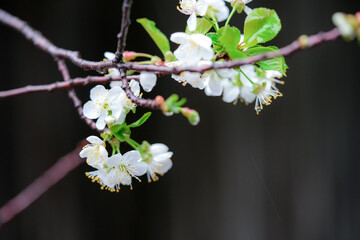 cherry blossom flowers close up