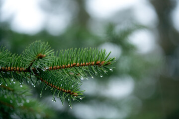 pine tree branch with drops of water