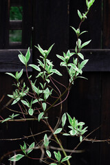 green branch leaves in spring