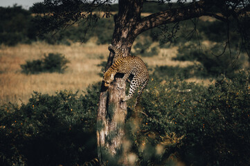 leopard on tree