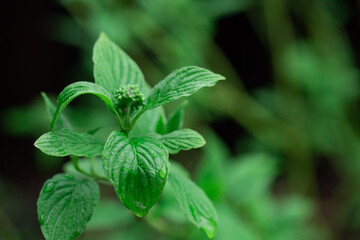 green branch leaves in spring, mint