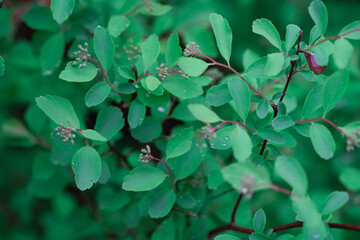 green branch leaves in spring