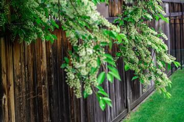 spring leave branch with tiny white flowers