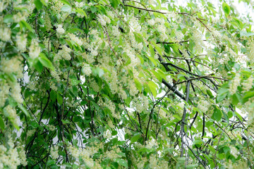 spring leave branch with tiny white flowers, bird cherry