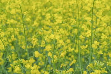 Obraz premium Close up of canola flowers