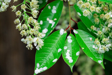 spring leave branch with tiny white flowers, bird cherry