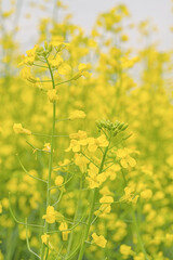 Canola blossoms with smokey sky behind