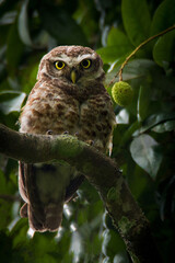owl taken satchori forest bangladesh. owl, bird, nature,