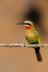 White-fronted Bee-eater (Merops bullockoides) with an insect as a prey sitting on a branch in Zimanga Game Reserve near Mkuze in South Africa