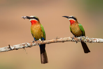 White-fronted Bee-eater (Merops bullockoides) with an insect as a prey sitting on a branch in Zimanga Game Reserve near Mkuze in South Africa