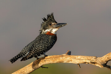 Giant Kingfisher (Megaceryle maxima) sitting on a branch in Zimanga game reserve near Mkuze in South Africa