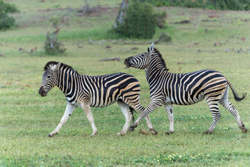 Zebra walking in the beautiful landscape of a Game Reserve in the Tuli Block in Botswana