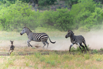 Fototapeta na wymiar Zebra walking in the beautiful landscape of a Game Reserve in the Tuli Block in Botswana